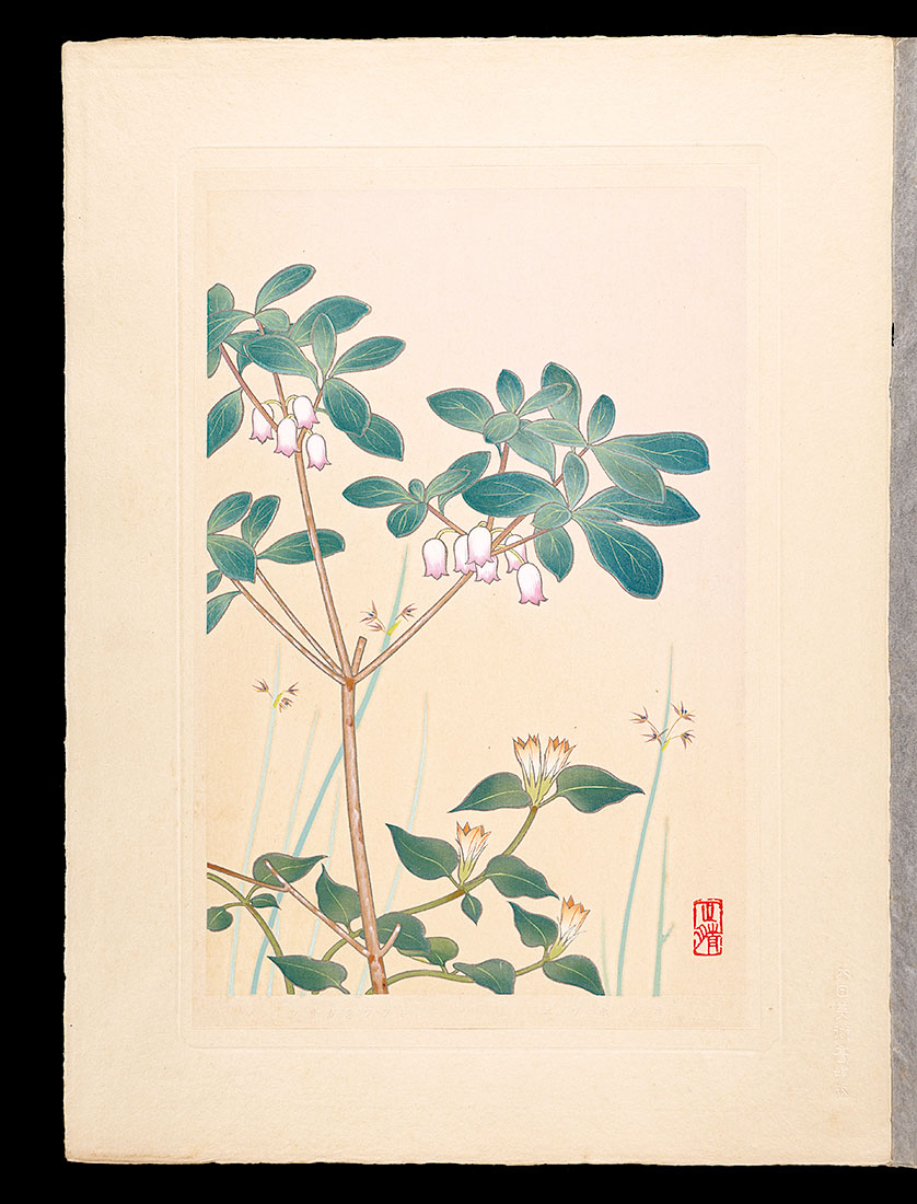 Inoue Masaharu “Japanese Alpine Plants / Juncus filiformis and Rhododendron benhallii”／