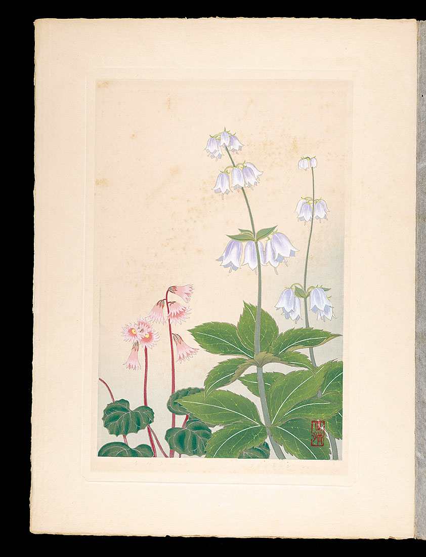 Inoue Masaharu “Japanese Alpine Plants / Ladybells and Schizocodon soldanelloides”／