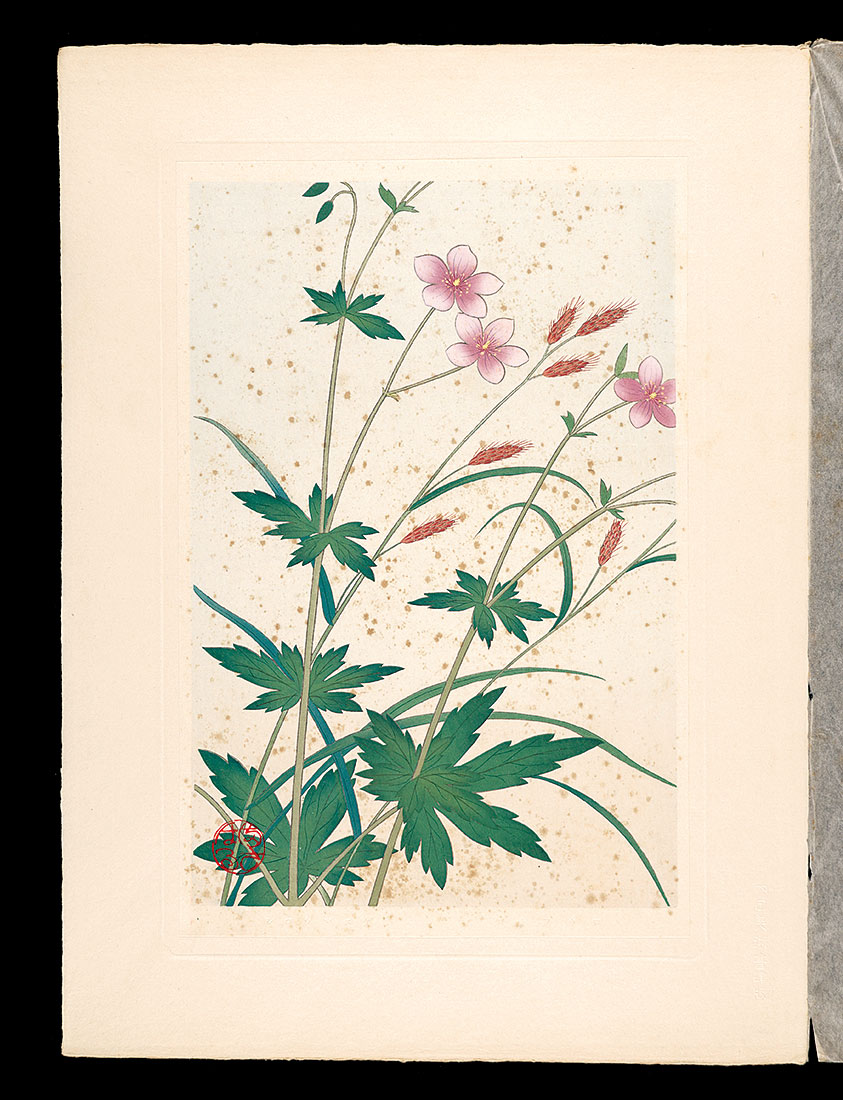 Inoue Masaharu “Japanese Alpine Plants / Geranium krameri and Carex scita var.brevisquama ”／