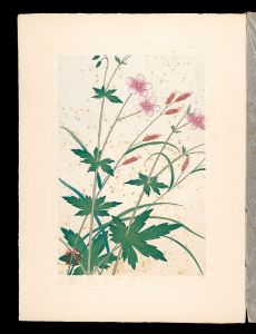 Japanese Alpine Plants / Geranium krameri and Carex scita var.brevisquama  / Inoue Masaharu