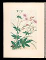 <strong>Inoue Masaharu</strong><br>Japanese Alpine Plants / Geran......