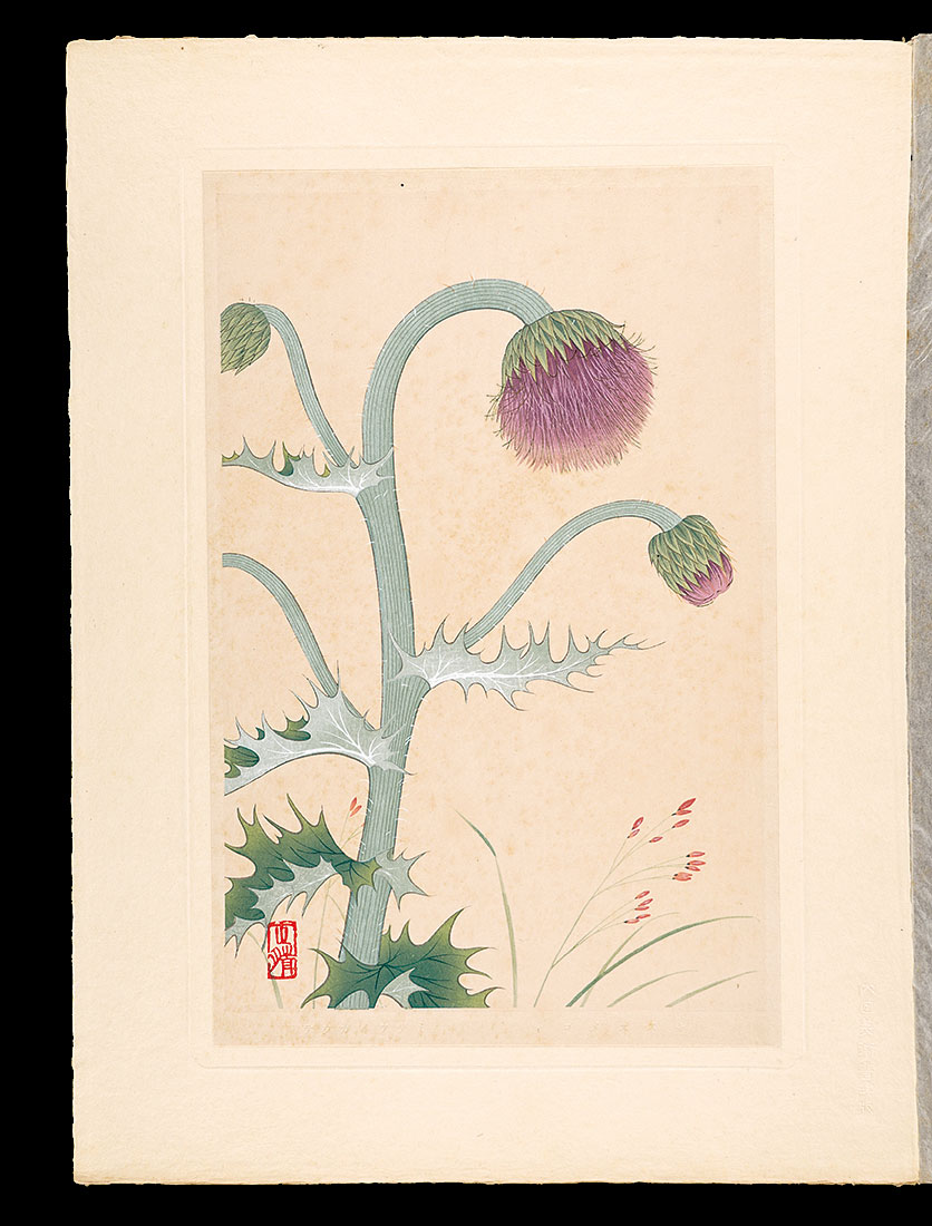 Inoue Masaharu “Japanese Alpine Plants / Avenella flexuosa and Japanese thistle”／