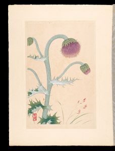 Japanese Alpine Plants / Avenella flexuosa and Japanese thistle / Inoue Masaharu