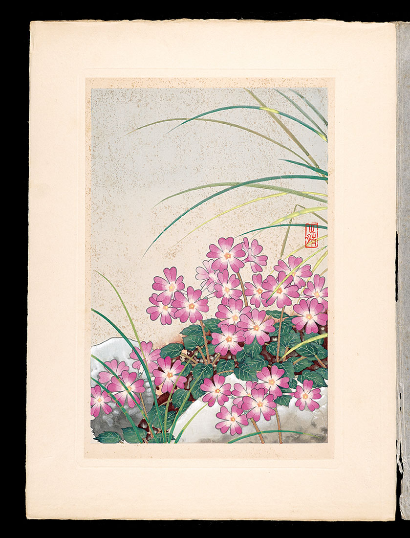 Inoue Masaharu “Japanese Alpine Plants / Primula tosaensis”／
