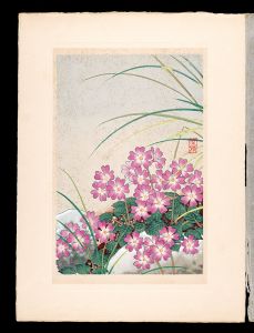 Japanese Alpine Plants / Primula tosaensis / Inoue Masaharu