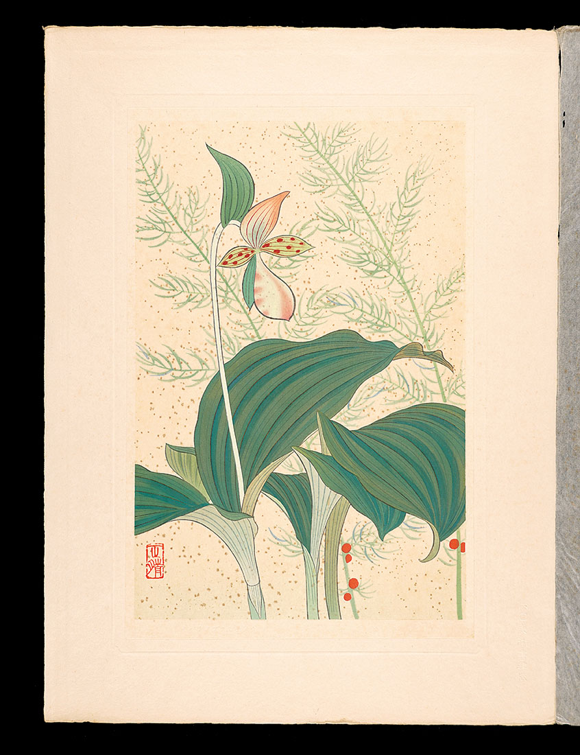 Inoue Masaharu “Japanese Alpine Plants / Kijikakushi and Lady's slippers”／