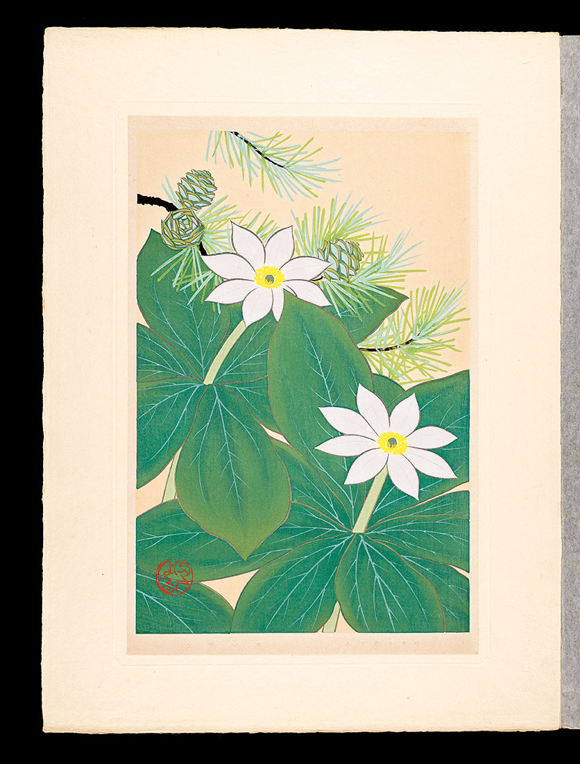 井上正晴｢高山植物図譜　キヌガササウ・カラマツ（フジマツ・ラクエフシヨウ）
｣／
