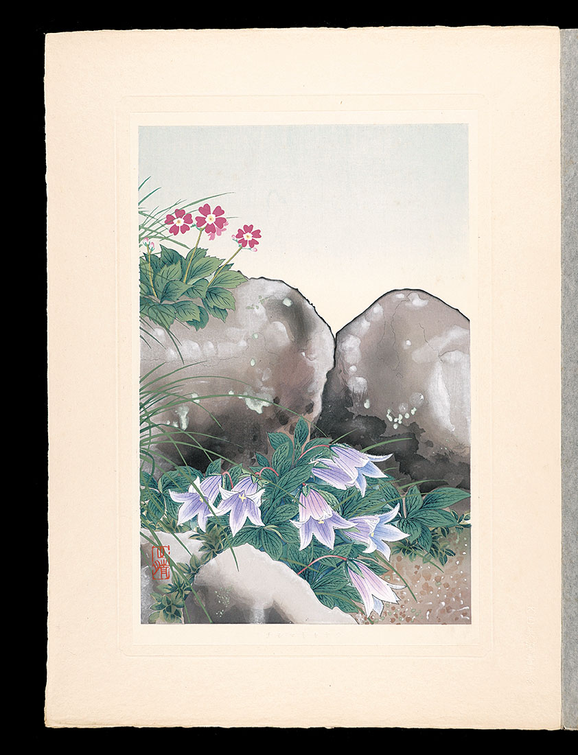 Inoue Masaharu “Japanese Alpine Plants / Hairyflower bellflower”／