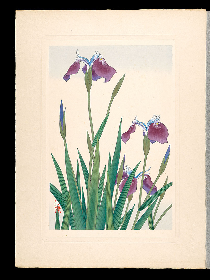 Inoue Masaharu “Japanese Alpine Plants / Arctic Iris”／