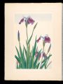 <strong>Inoue Masaharu</strong><br>Japanese Alpine Plants / Arcti......
