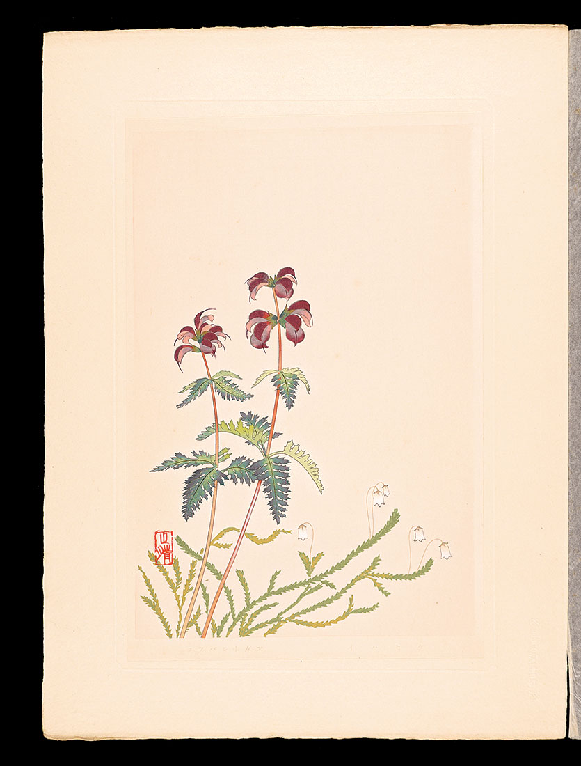 Inoue Masaharu “Japanese Alpine Plants / Pedicularis japonica and Cassiope lycopodioides”／