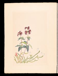 Japanese Alpine Plants / Pedicularis japonica and Cassiope lycopodioides / Inoue Masaharu