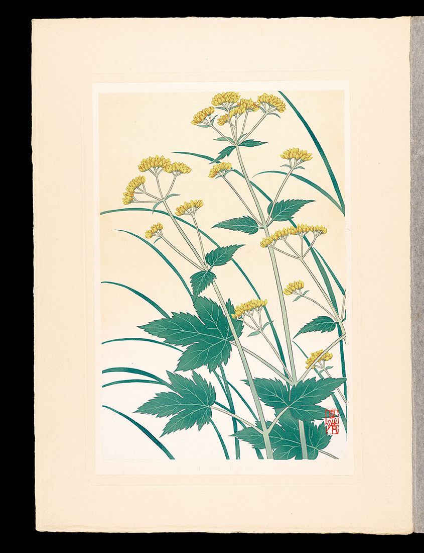 Inoue Masaharu “Japanese Alpine Plants / Patrinia triloba var. palmata”／