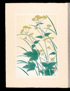 Japanese Alpine Plants / Patrinia triloba var. palmata / Inoue Masaharu