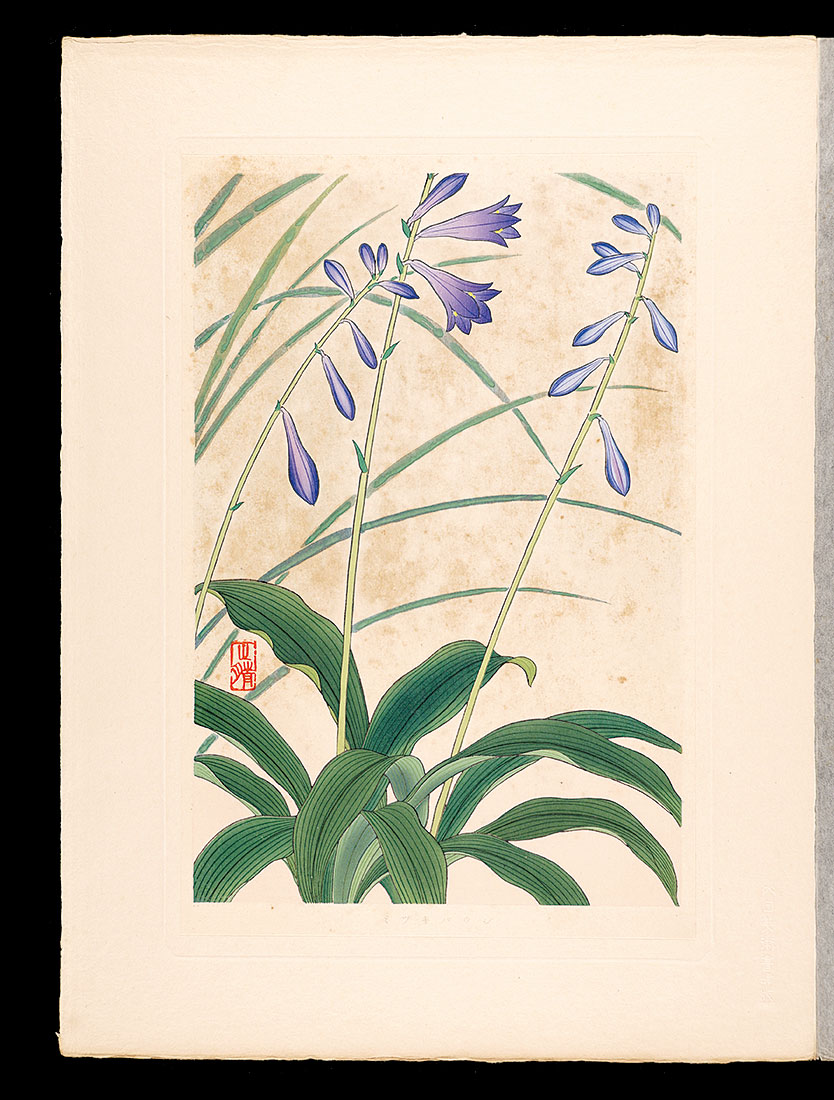 Inoue Masaharu “Japanese Alpine Plants / Hosta longissima Honda”／