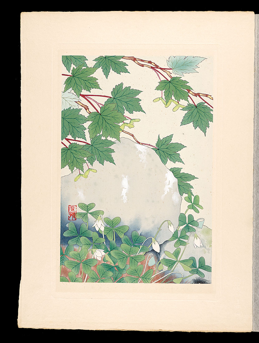 Inoue Masaharu “Japanese Alpine Plants / Miyama-katabami and Mine-kaede”／