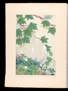 Japanese Alpine Plants / Miyama-katabami and Mine-kaede / Inoue Masaharu