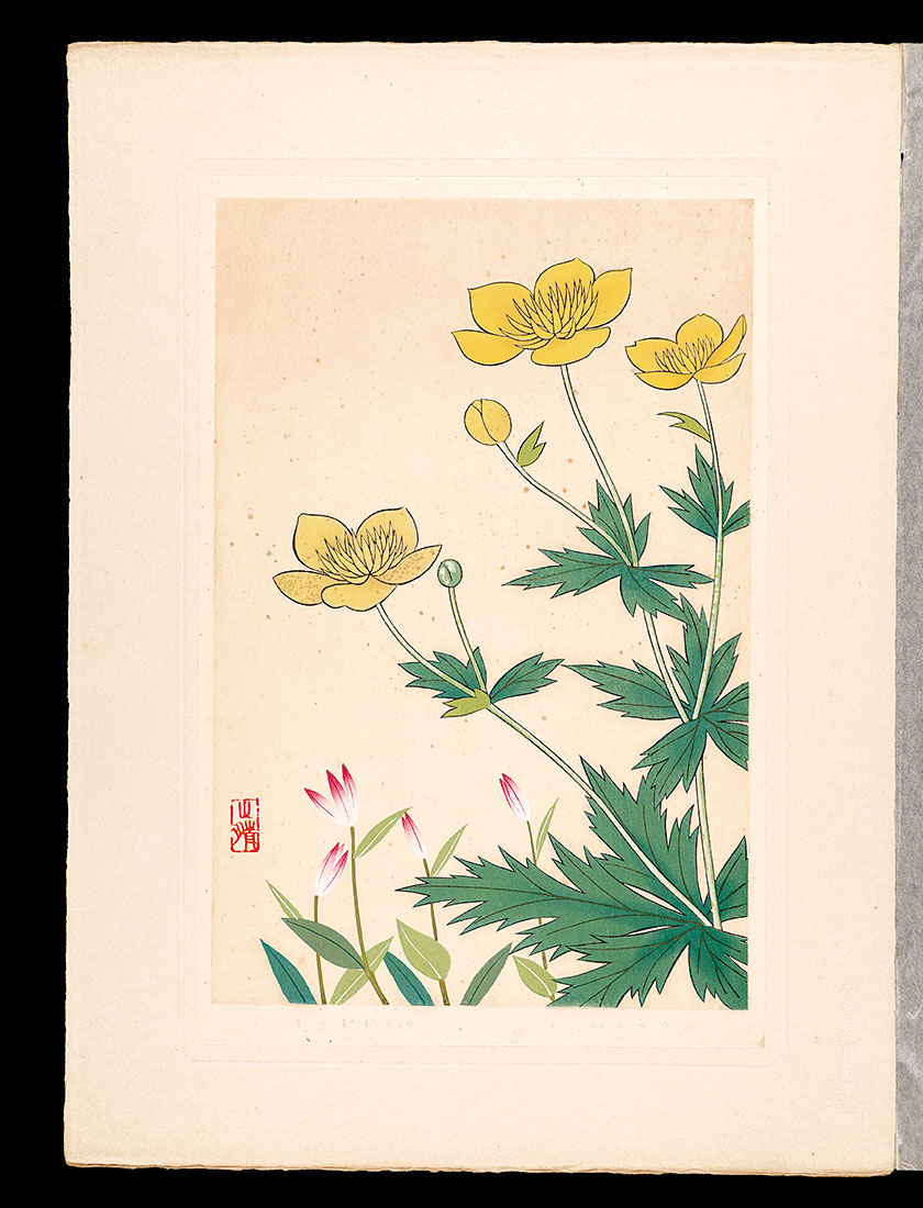 Inoue Masaharu “Japanese Alpine Plants / Trollius hondoensis and Pogonia minor”／