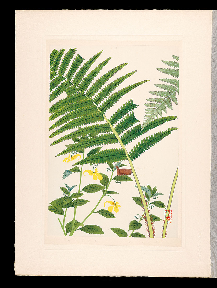 Inoue Masaharu “Japanese Alpine Plants / Crown wood-fern and Yellow Balsam”／