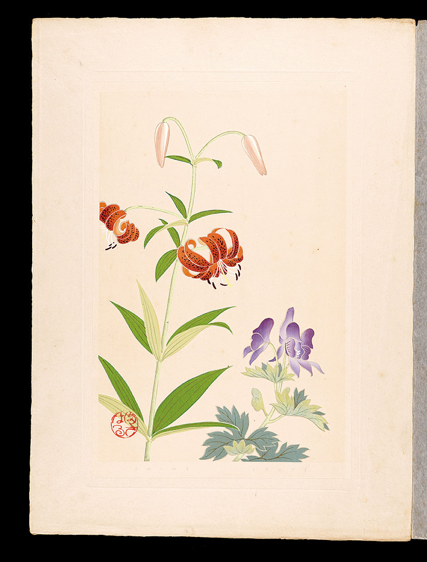 Inoue Masaharu “Japanese Alpine Plants / Chinese aconite and Wheel lily”／