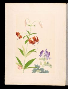 Japanese Alpine Plants / Chinese aconite and Wheel lily / Inoue Masaharu