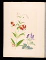 <strong>Inoue Masaharu</strong><br>Japanese Alpine Plants / Chine......