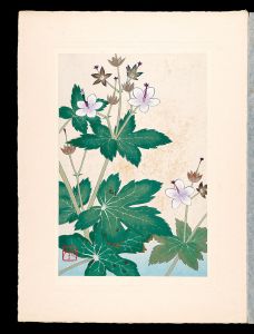 Japanese Alpine Plants / Geranium onoei var / Inoue Masaharu