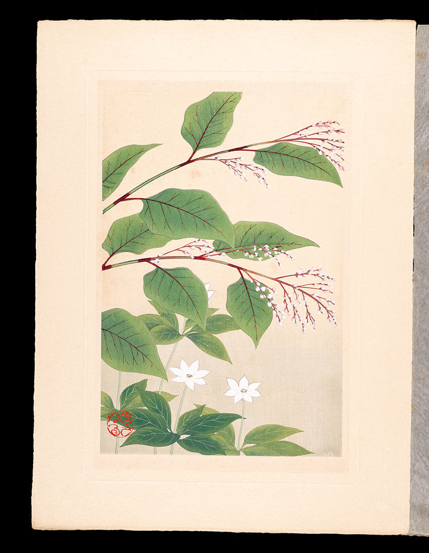 Inoue Masaharu “Japanese Alpine Plants / Japanese knotweed and European star flower”／