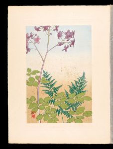 Japanese Alpine Plants / Thalictrum rochebrunianum and Alpine lady-fern / Inoue Masaharu