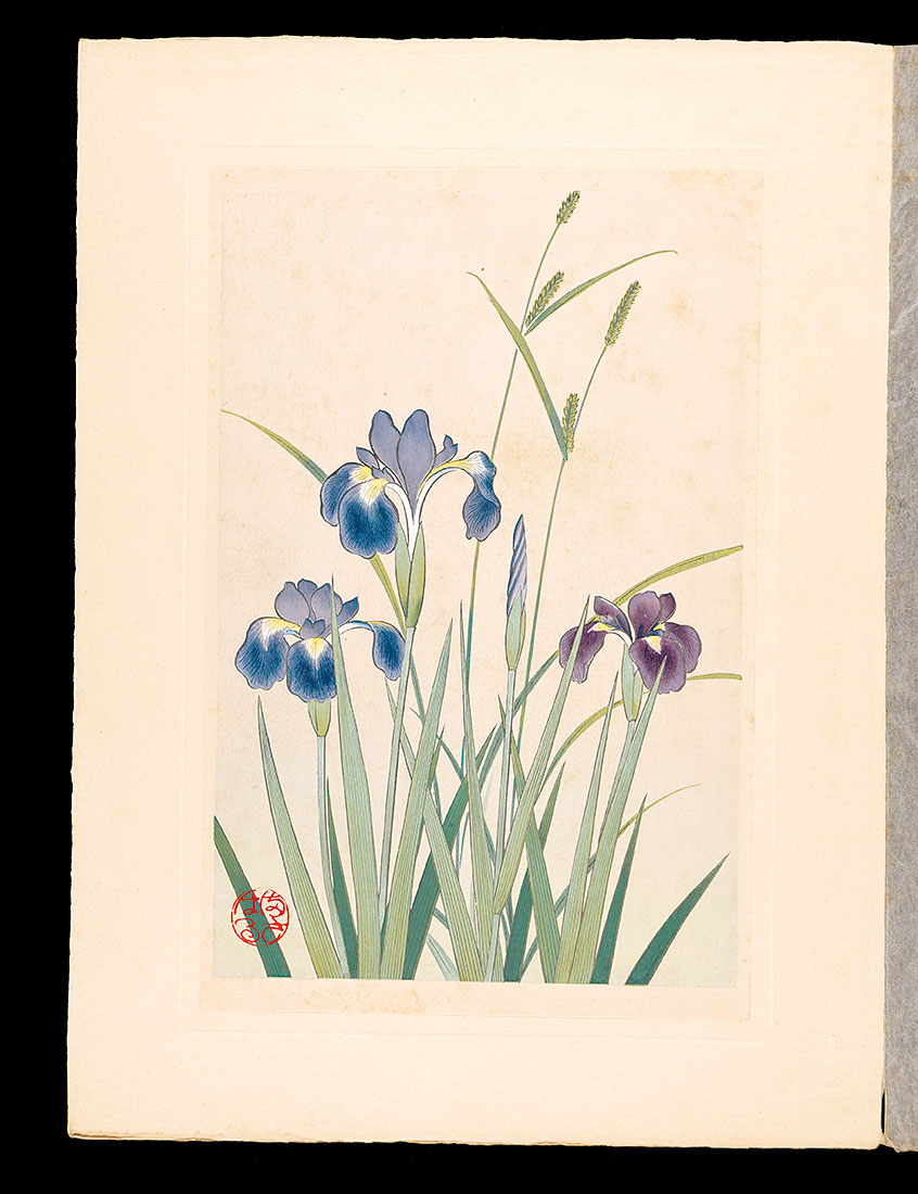 Inoue Masaharu “Japanese Alpine Plants / Iris sanguinea and Cyperus aphyllopus and Japanese water iris”／