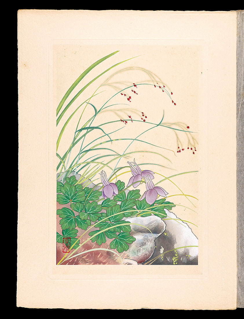 Inoue Masaharu “Japanese Alpine Plants / Aquilegia flabellata var. pumila and Luzula nipponica”／