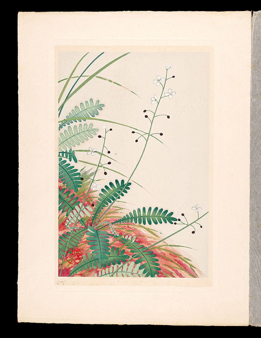 Inoue Masaharu “Japanese Alpine Plants / Osabagusa”／