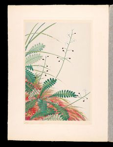 Japanese Alpine Plants / Osabagusa / Inoue Masaharu