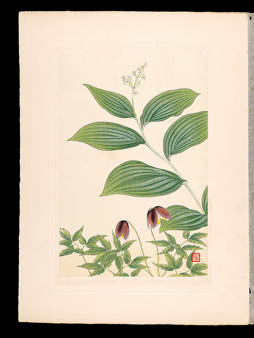 Inoue Masaharu “Japanese Alpine Plants / Obayukizasasou and Miyamahanshoduru”／