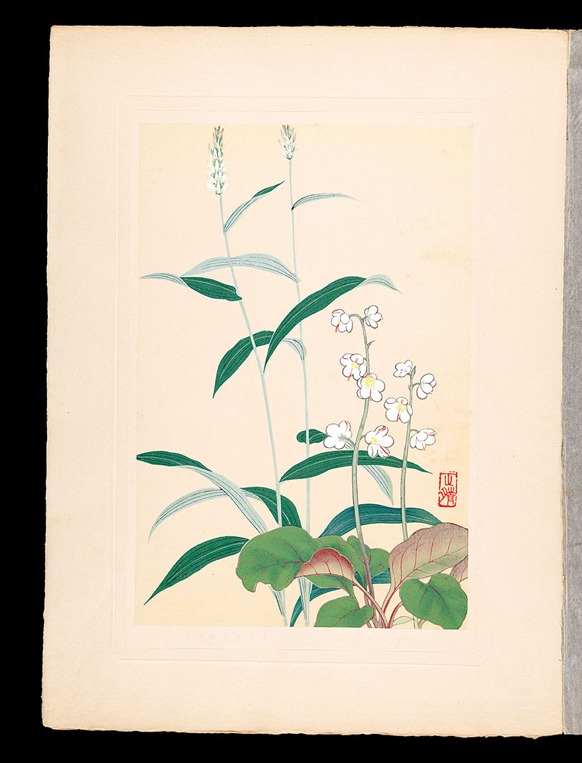 Inoue Masaharu “Japanese Alpine Plants / Ichiyakuso and Bistort”／