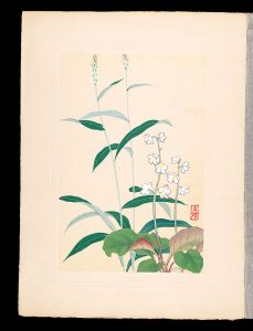 Japanese Alpine Plants / Ichiyakuso and Bistort / Inoue Masaharu