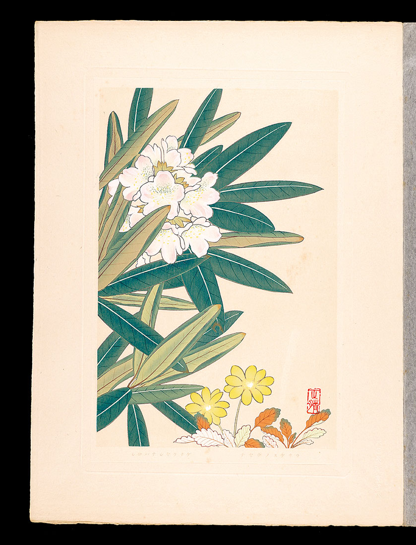 Inoue Masaharu “Japanese Alpine Plants / Dryas octopetala var. asiatica and Andromeda polifolia form. leucantha
”／