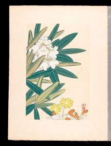 Japanese Alpine Plants / Dryas octopetala var. asiatica and Andromeda polifolia form. leucantha
 / Inoue Masaharu