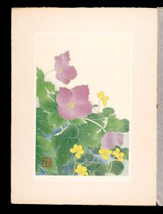 Japanese Alpine Plants / Twoflower violet and Glaucidium palmatum / Inoue Masaharu