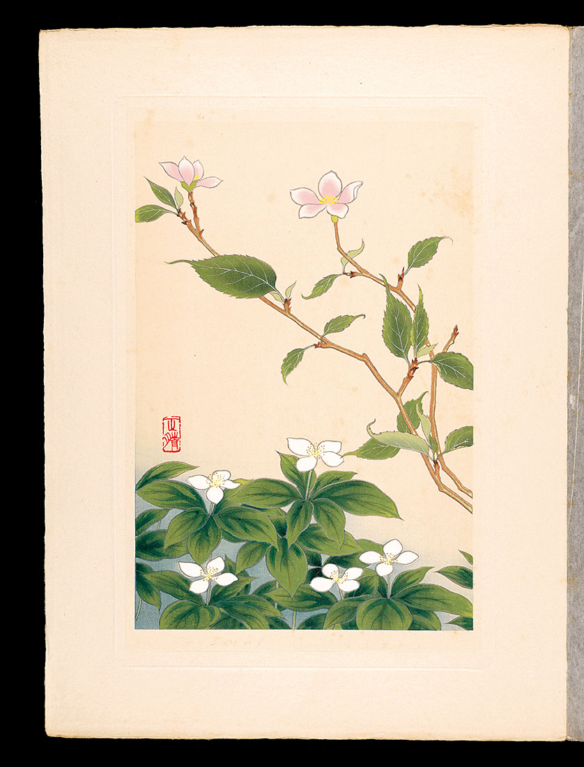 Inoue Masaharu “Japanese Alpine Plants / Japanese alpine cherry and Bunchberry”／
