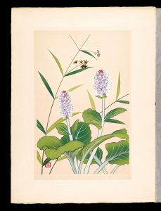 <strong>Inoue Masaharu</strong><br>Japanese Alpine Plants / Lagot......