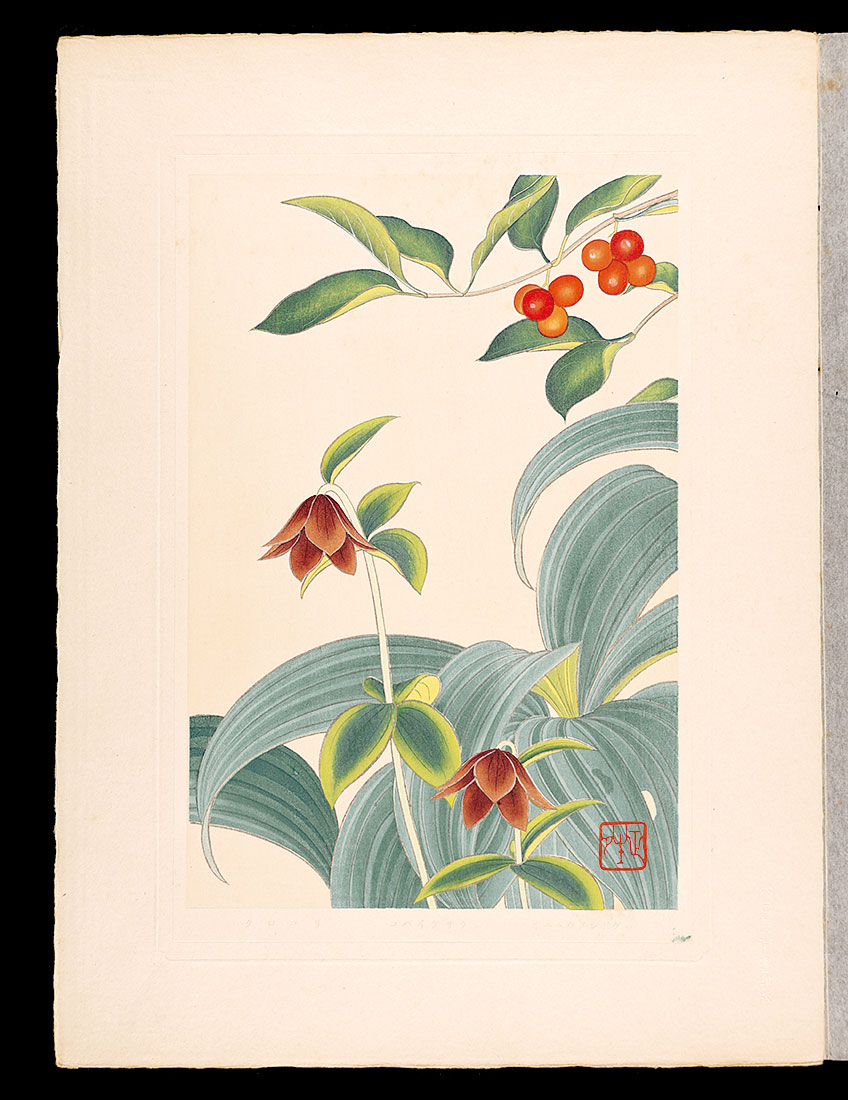 Inoue Masaharu “Japanese Alpine Plants / Lonicera vidalii and Veratrum stamineum Maxim and Black lily”／