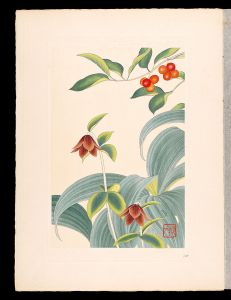 Japanese Alpine Plants / Lonicera vidalii and Veratrum stamineum Maxim and Black lily / Inoue Masaharu