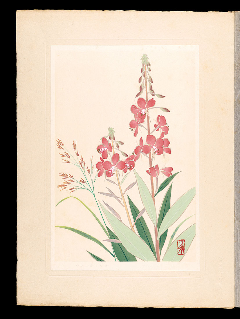 Inoue Masaharu “Japanese Alpine Plants / Fireweed and Calamagrostis matsumurae”／