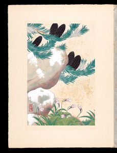 Japanese Alpine Plants / Abies veitchii and Pinguicula vulgaris / Inoue Masaharu