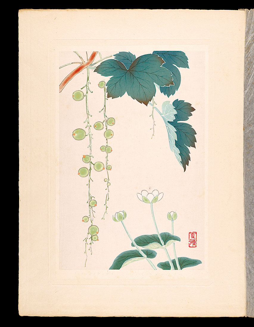 Inoue Masaharu “Japanese Alpine Plants / Parnassia palustris and Ribes japonicum”／