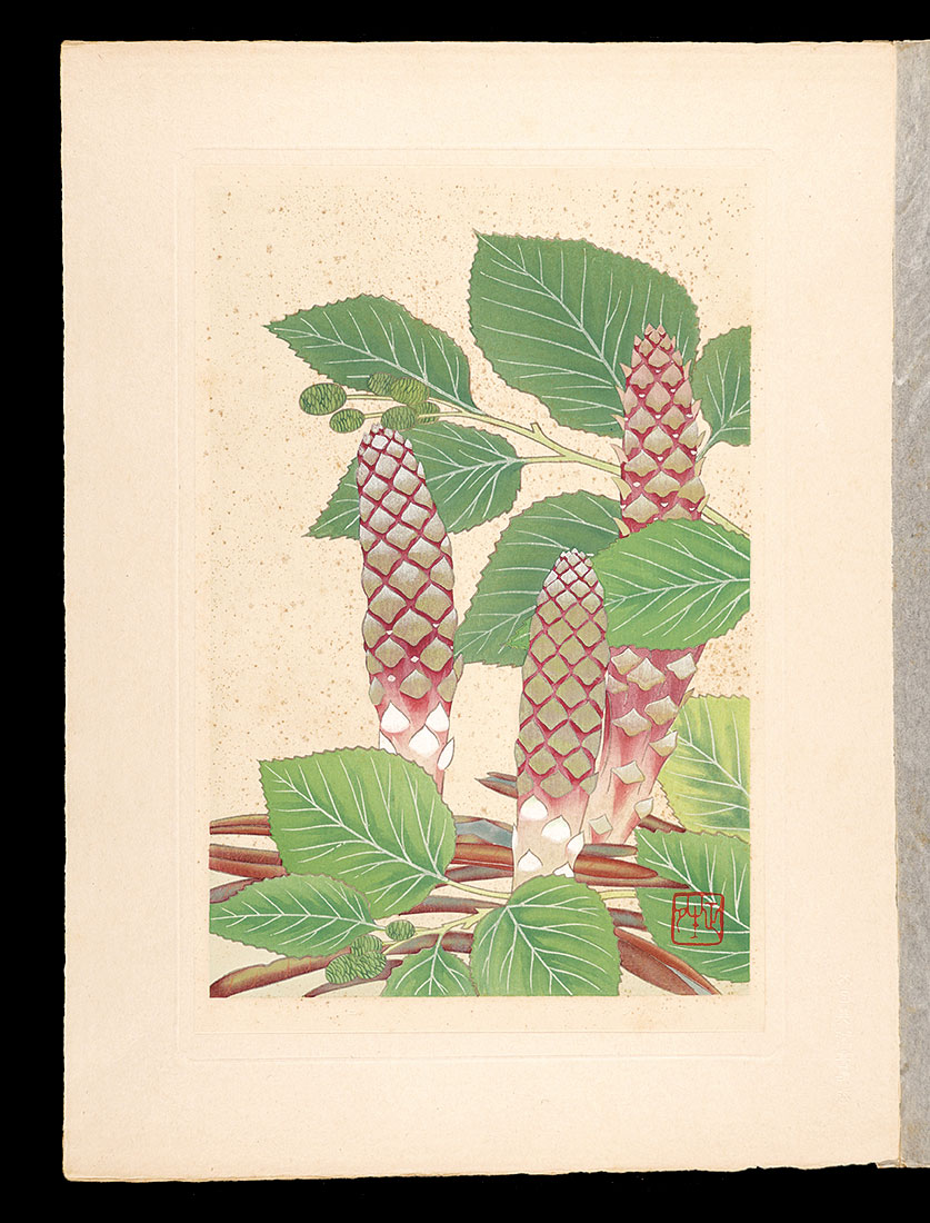 Inoue Masaharu “Japanese Alpine Plants / Boschniakia rossica and Miyama-hannoki”／