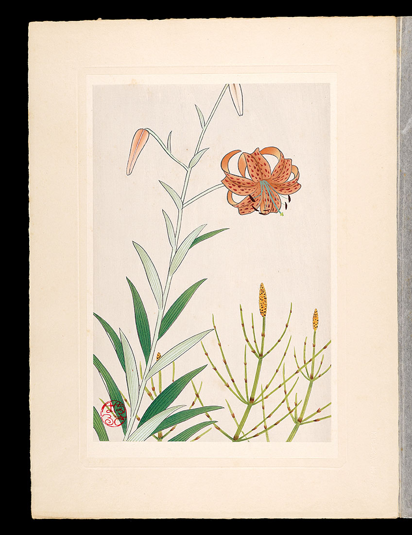 Inoue Masaharu “Japanese Alpine Plants / Maximowicz's lily and Marsh horsetail”／