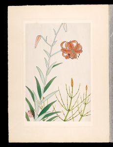 Japanese Alpine Plants / Maximowicz's lily and Marsh horsetail / Inoue Masaharu