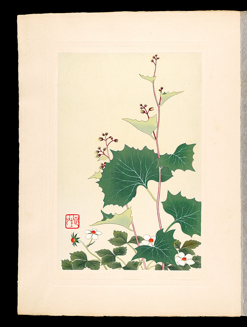 井上正晴｢高山植物図譜　カニカウモリ・シロバナヘビイチゴ｣／
